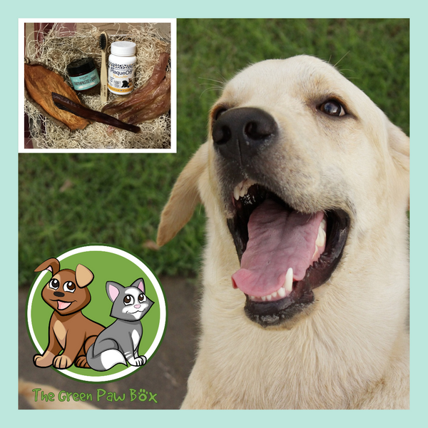The Green Paw Dental Box
